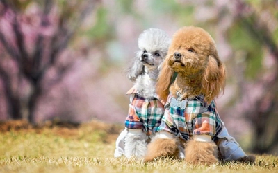 如何安抚好心理受伤的爱犬？